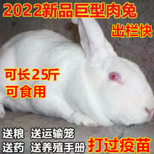 兔子大型巨型肉兔子新西兰兔子比利时幼崽兔活小白兔活物兔苗肉兔