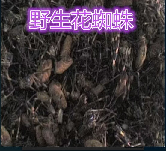 中药材花蜘蛛纯干货黑蜘蛛斑蜘蛛金蜘蛛干蜘蛛100克蜘蛛粉