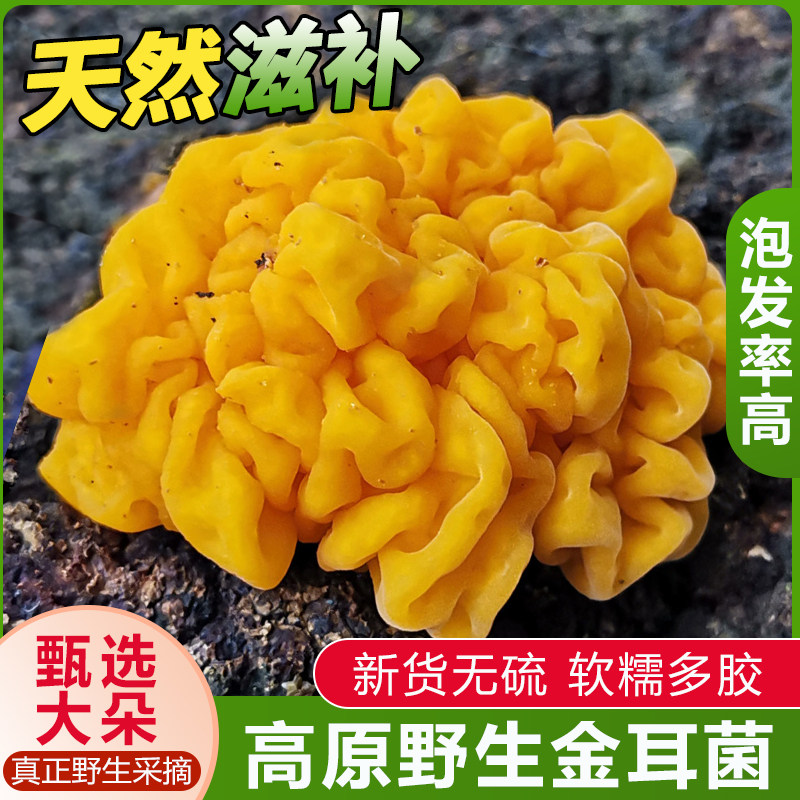 甘肃特产康县椴木小银耳农家自产特级天然无硫出胶雪耳非大银耳