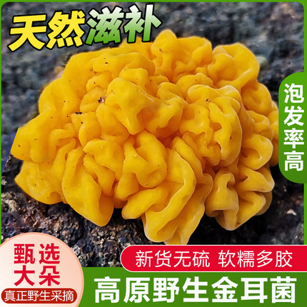甘肃特产康县椴木小银耳农家自产特级天然无硫出胶雪耳非大银耳