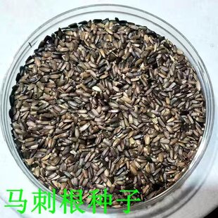 马刺种子 云南新鲜野生马刺根 蓟菜蔬菜刺萝卜恶鸡婆寻甸金所包邮