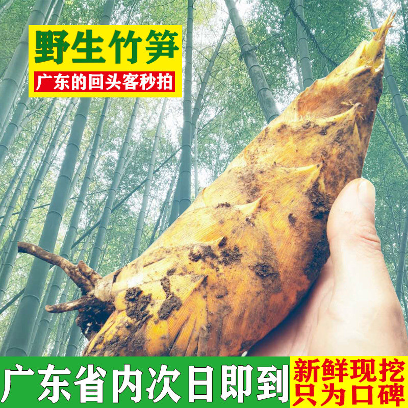 广东野生冬笋新鲜现挖10斤连州毛竹笋批发竹笋带壳鲜嫩笋5斤包邮