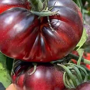 顺丰正宗紫罗兰番茄新鲜现摘丑番茄火山紫马蹄番茄紫西红柿大果5