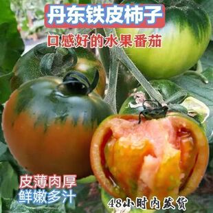 正宗铁皮草莓柿子新鲜碱地自然熟绿腚西红柿水果番茄老味小时候味