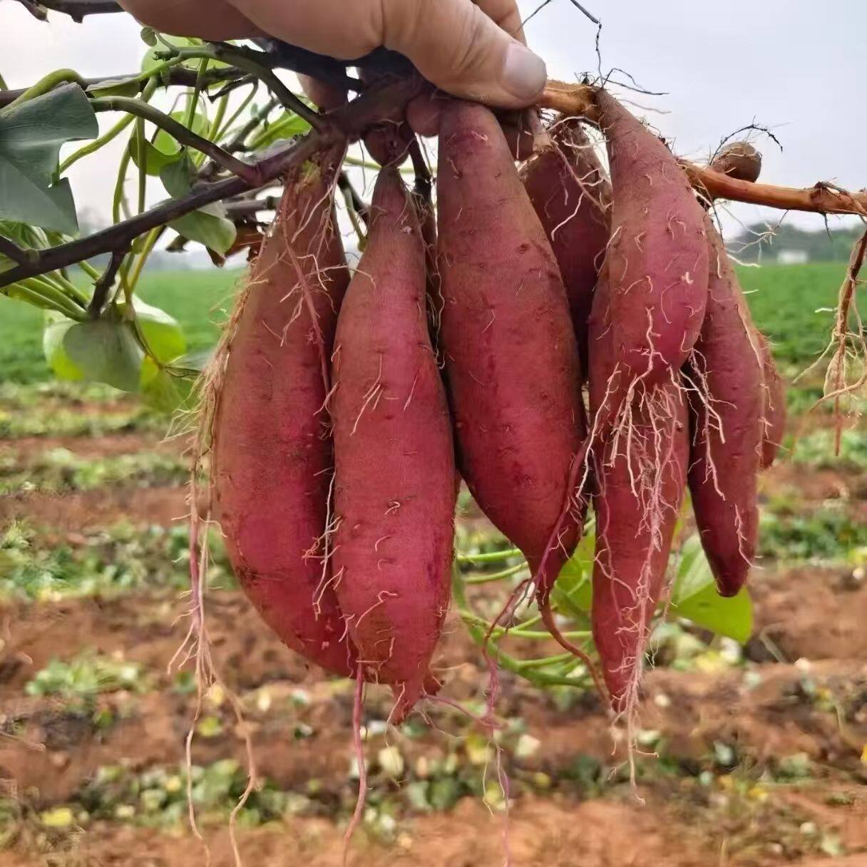 天津宁河红瑶榴莲蜜署现挖软无丝