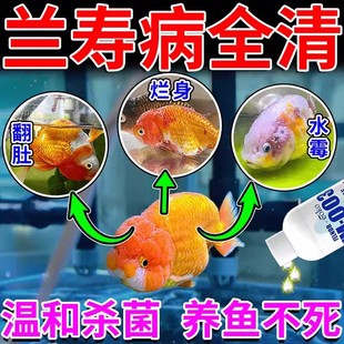兰寿专用药泰狮烂身烂尾充血肠炎失鳔矫正白点病水霉病杀菌鱼药