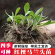 马兰头根苗种根种子新鲜红梗马兰头籽带根带原土蔬菜可观赏现挖