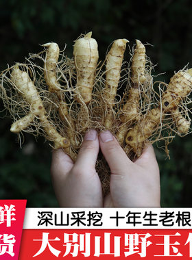 新鲜玉竹中药材正品种植苗黄精苗