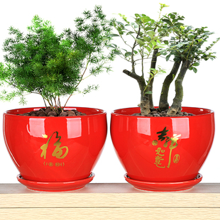 中国红福字花盆陶瓷大号室内桌面圆形特大号简约喜庆比美冬青花盆