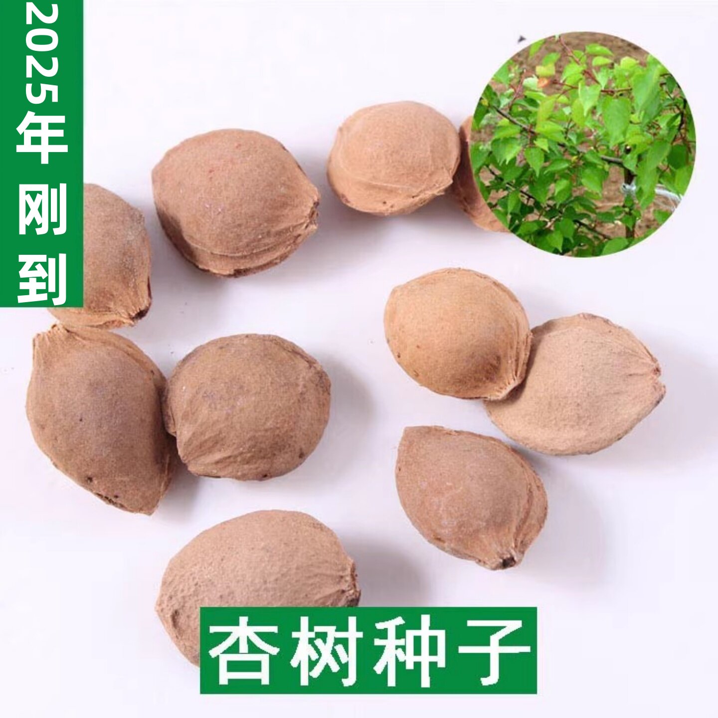 杏树种子果树种子家杏核图片