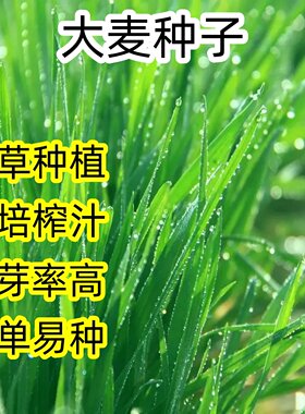 大麦种子芽苗菜种子大麦若叶青汁