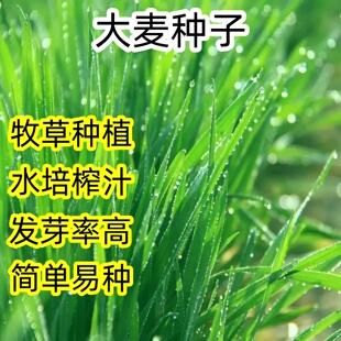 大麦种子芽苗菜种子大麦若叶青汁榨汁大麦苗种子大麦草四季播猫草