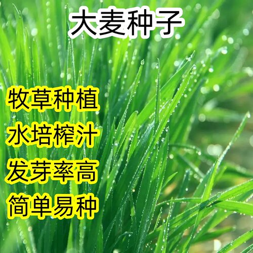 大麦种子芽苗菜种子大麦若叶青汁