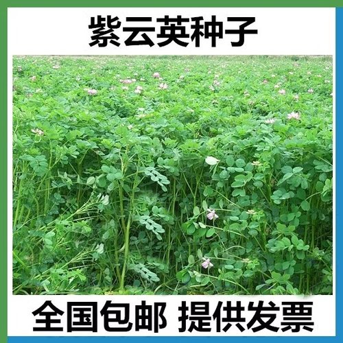 紫云英种子蜜源高产绿肥牧草