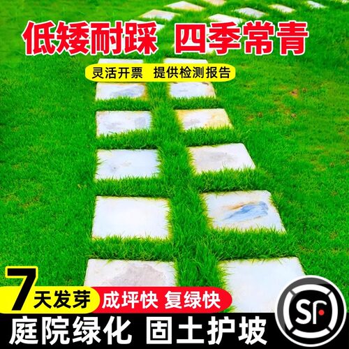 草坪草籽矮生四季常青护