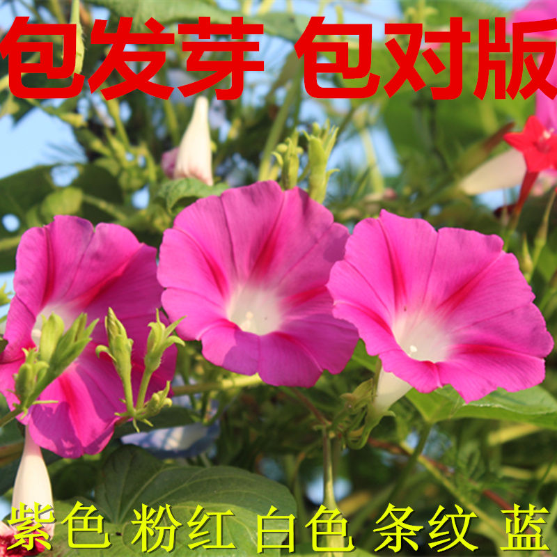 喇叭花牵牛花爬藤春夏秋