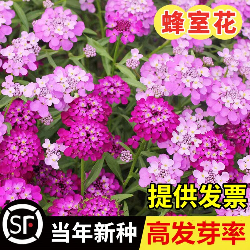 蜂室花种子屈曲花种籽芳香花卉花坛小区室外阳台庭院绿化盆栽花籽