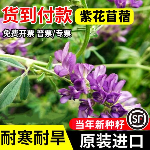 多年生冬季牧草紫花黑麦草菊苣