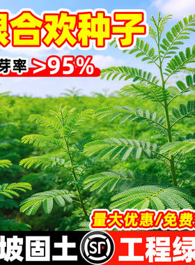 银合欢种子金合欢种籽红花护坡灌木草籽固土四季常青生态修复绿化