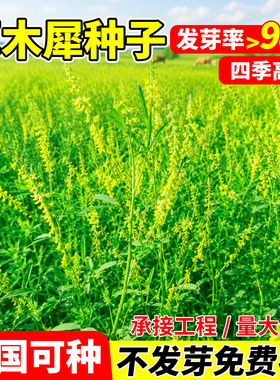 草木犀种子四季播种耐寒抗旱护坡蜜源植物多年生矿山复绿观赏牧草