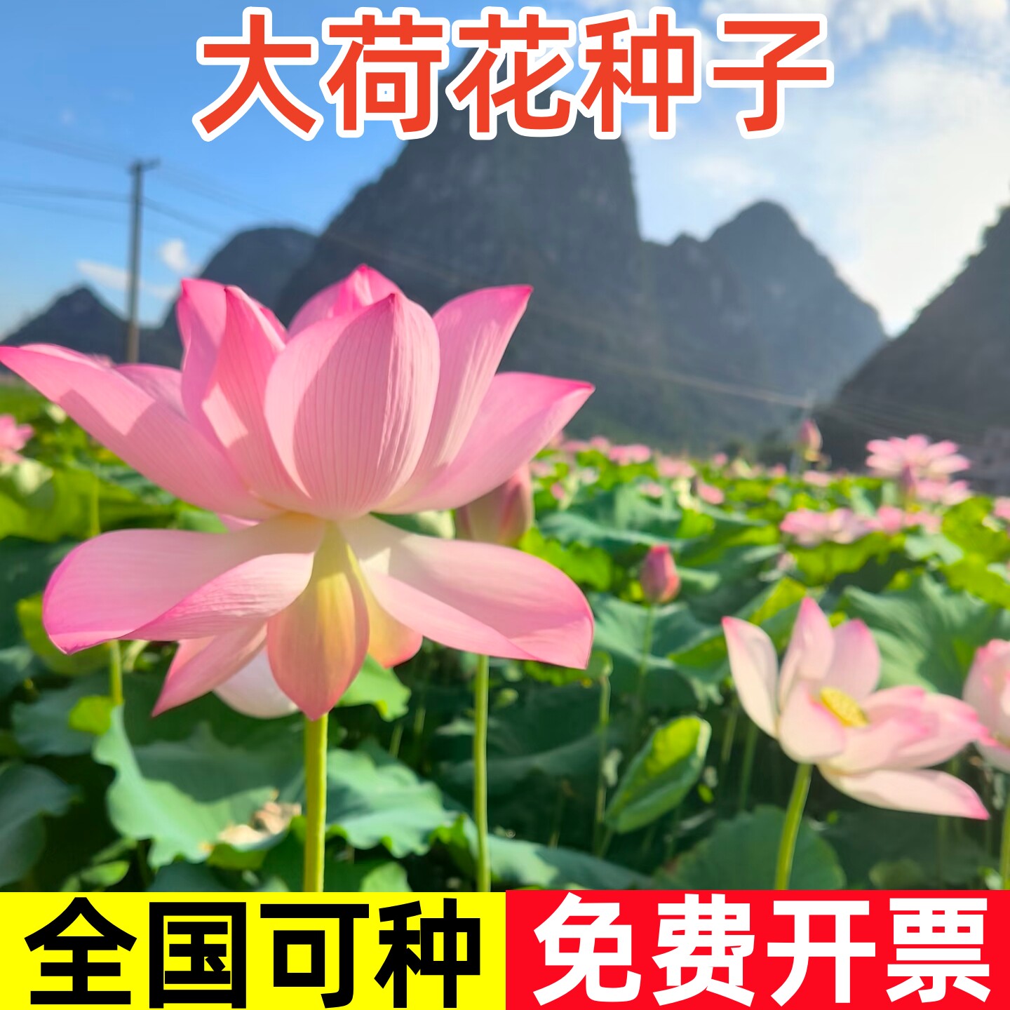 大型荷花种子开口莲子池塘大叶莲藕水生养植物四季室外观赏花种籽
