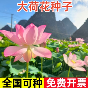 大型荷花种子开口莲子池塘大叶莲藕水生养植物四季室外观赏花种籽