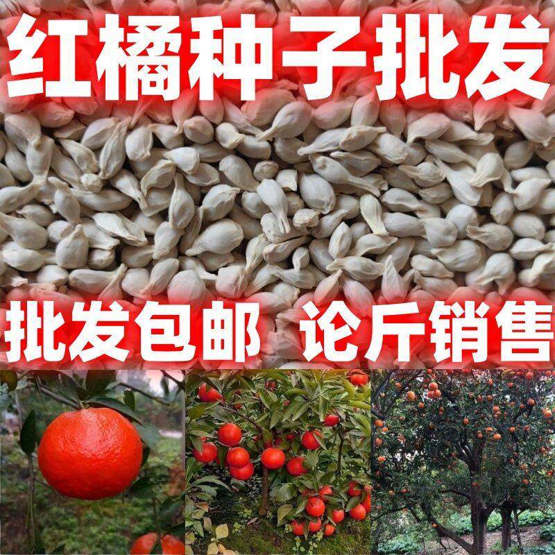 红桔种子红橘种子柑橘种子简单易种种子味道甜美多汁种子