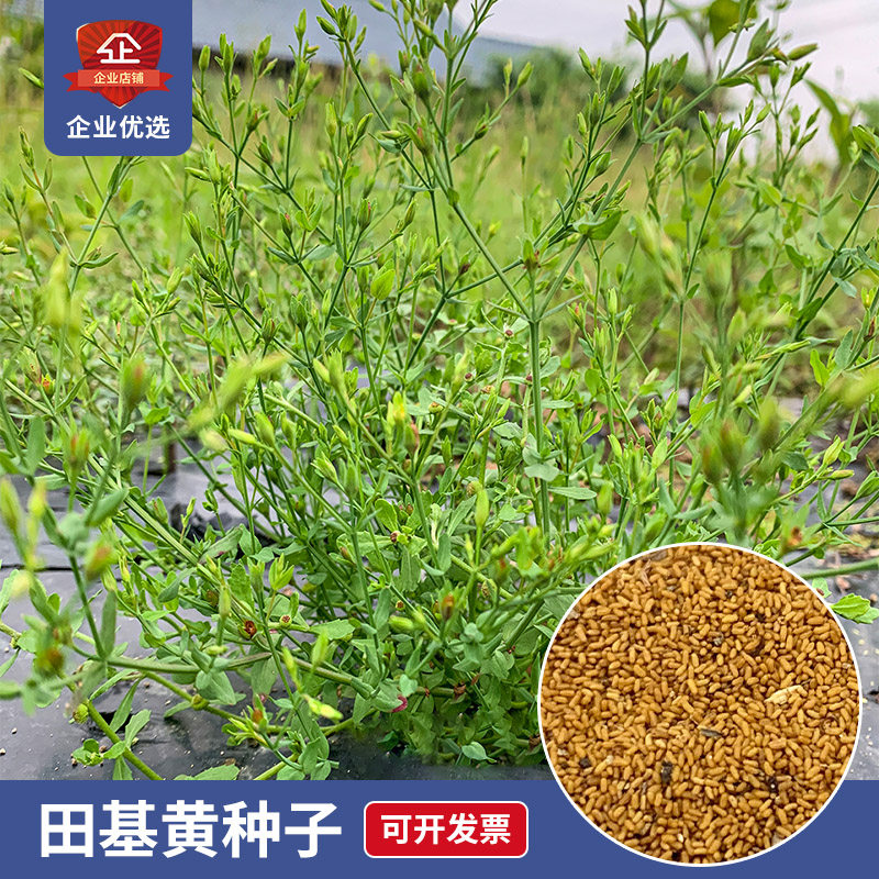 野采田基黄种子地耳草雀舌草潮汕黄花仔金锁匙草秋冬播种药材种子