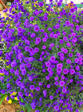 紫菀花种子荷兰菊花籽耐寒耐旱多年生阳台爆盆盆栽四季易活花种孑