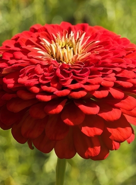 红色大花百日草种子重瓣对叶菊重瓣花籽切花阳台盆栽耐热春播易活