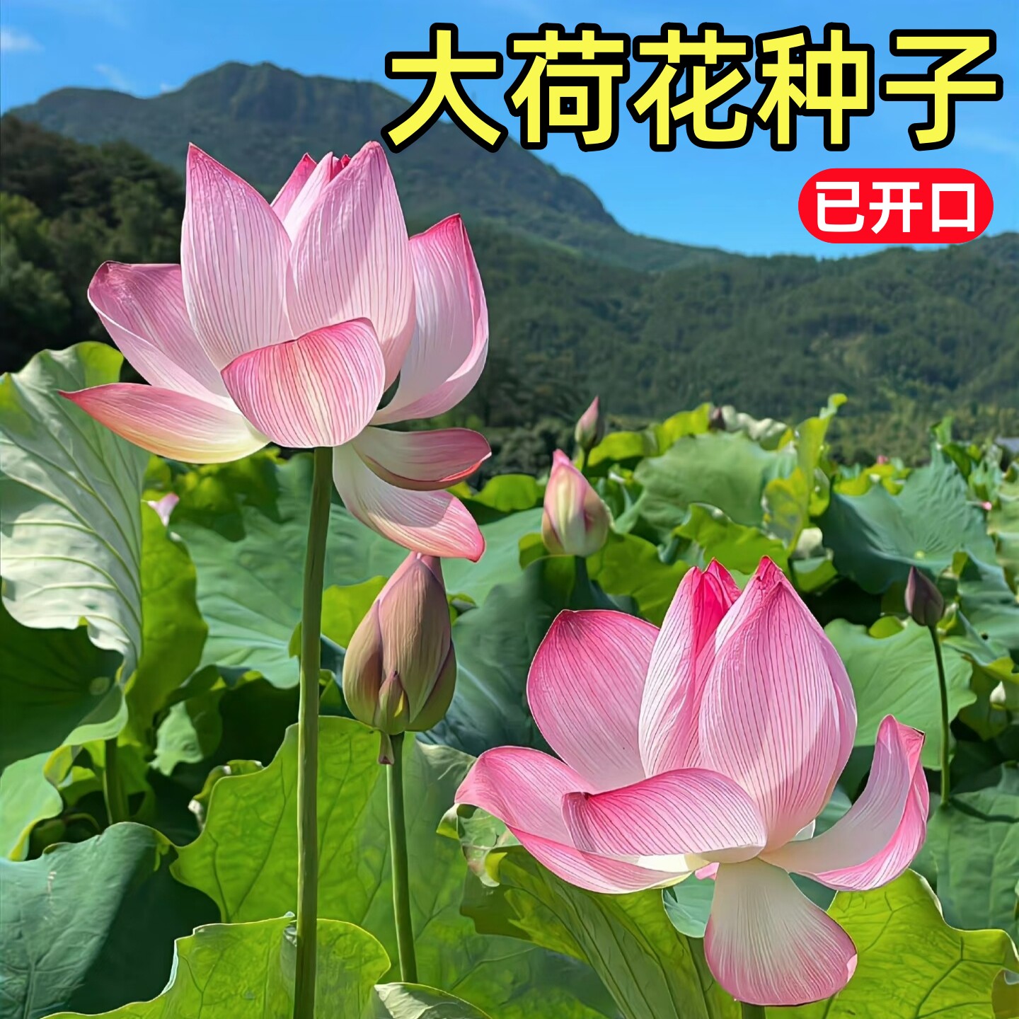 大型荷花种子开口莲子池塘大叶莲藕水生养植物四季室外观赏花种籽