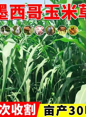墨西哥玉米草种籽优12鱼草牛草种籽四季猪牛羊鱼兔养殖高产牧草种