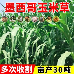 墨西哥玉米草种籽优12鱼草牛草种籽四季猪牛羊鱼兔养殖高产牧草种