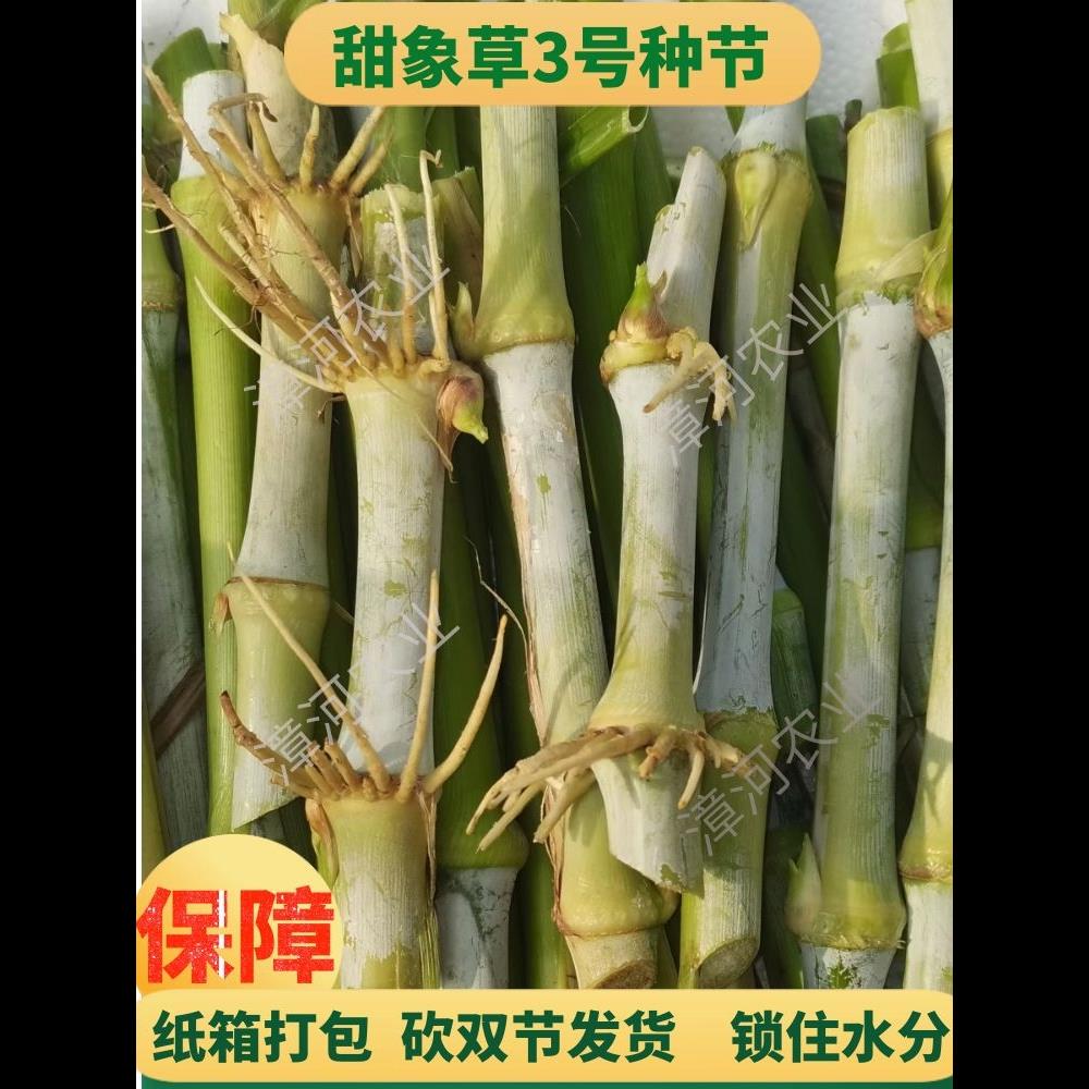 台湾无毛甜象草3号种节巨菌草扦插种苗种子多年生喂牛羊猪
