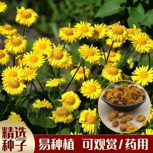 旋覆花种子草籽别名金佛花种子开花金佛草籽六月菊旋复花庭院