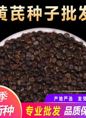 黄芪种子优质高产内蒙黄芪种四季