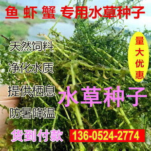 鱼塘水草种子水花生伊乐藻轮叶黑藻小龙虾鱼蟹养殖水草籽四季包邮