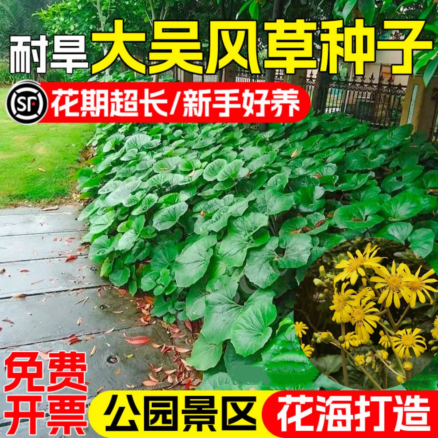 大吴风草种子八角乌活血莲金钵盂种籽多年生公园景区地被绿化草籽