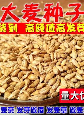 新农家带壳大麦粒种子做麦芽糖大麦苗榨汁炒大麦茶酿酒麦子四季种