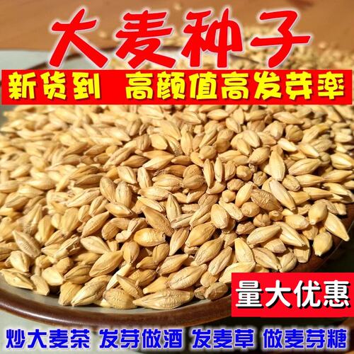 新农家带壳大麦粒种子做麦芽糖大麦苗榨汁炒大麦茶酿酒麦子四季种
