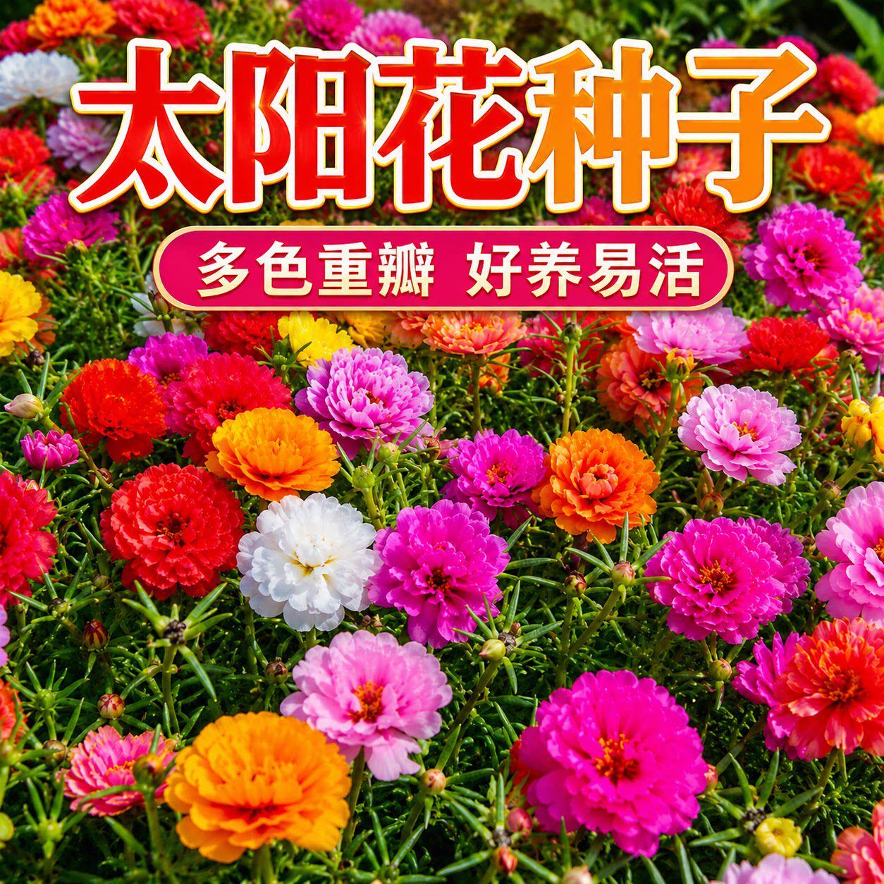 太阳花种孑重瓣花种籽四季庭院室外花籽向日葵小雏菊盆栽种子