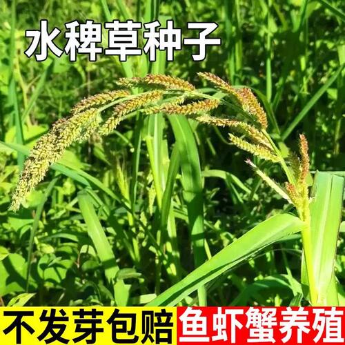 水稗草种子稗子种稗草养鱼养虾牛羊马牧草种籽水生地栽种家禽饲料