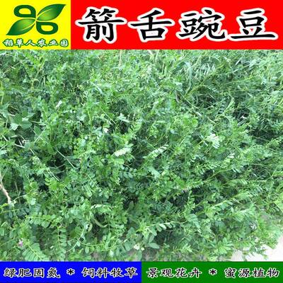 箭舌豌豆种子 田林果园固氮绿肥籽 青饲料牧草 景观花卉 蜜源植物