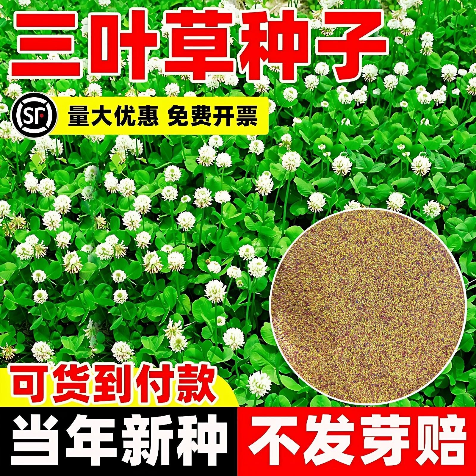 三叶草种子四季播种红白三叶草果园绿肥四叶草庭院绿化车轴草籽种