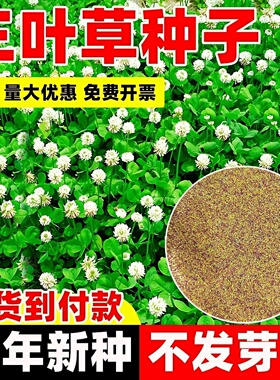 三叶草种子四季播种红白三叶草果园绿肥四叶草庭院绿化车轴草籽种