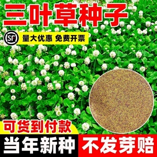三叶草种子四季播种红白三叶草果园绿肥四叶草庭院绿化车轴草籽种