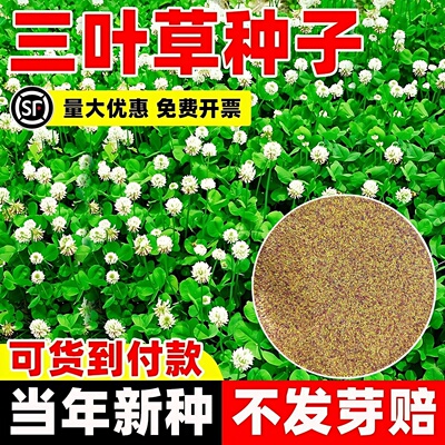 三叶草种子四季播种红白三叶草果园绿肥四叶草庭院绿化车轴草籽种