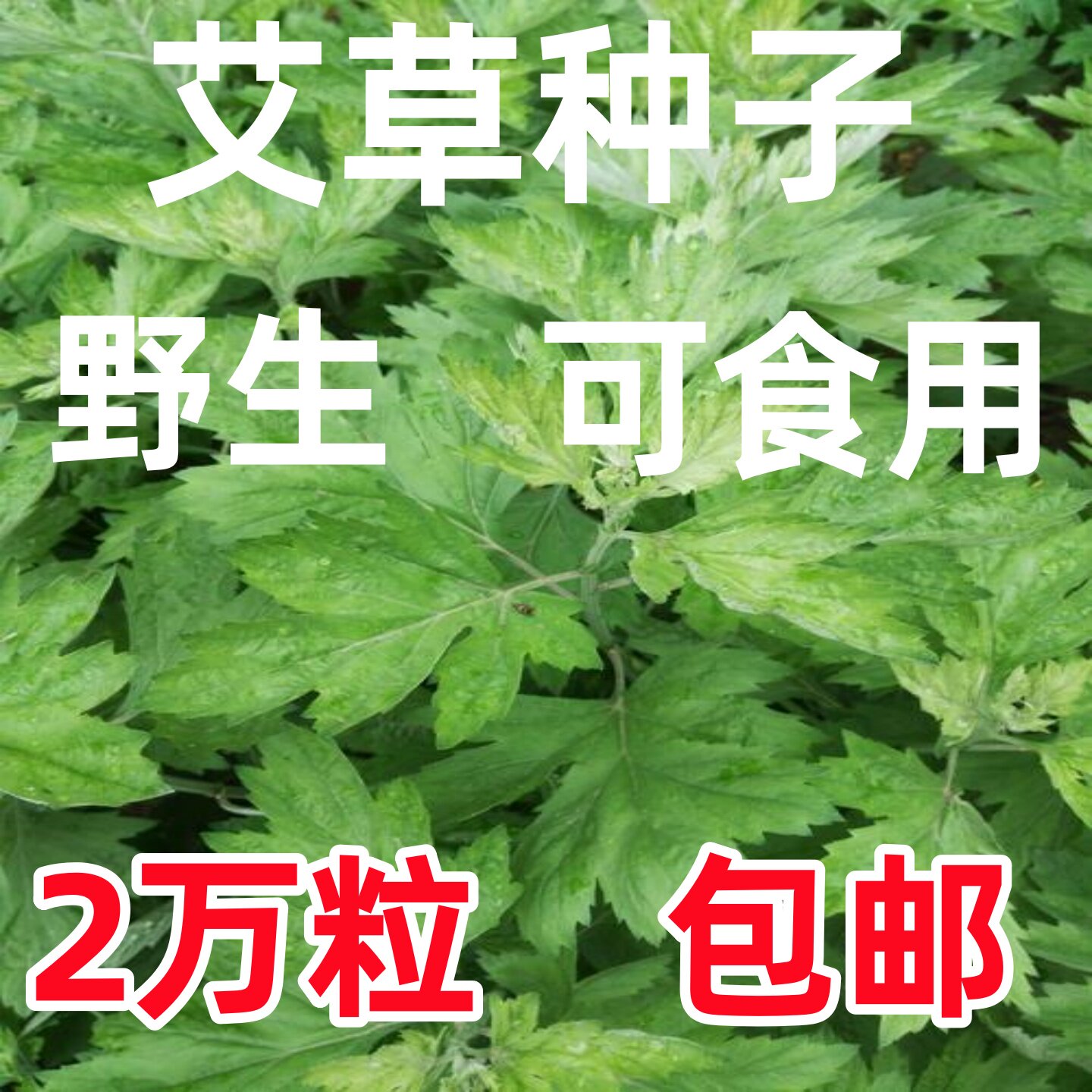 艾叶靳艾草种子药用青蒿驱蚊图片