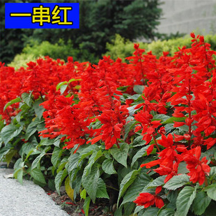 一串红盆栽花草种子 矮串红花种子 春秋四季易播花卉种子一斤包邮