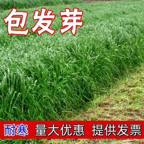 进口耐寒四季常青猪牛羊牧草种子